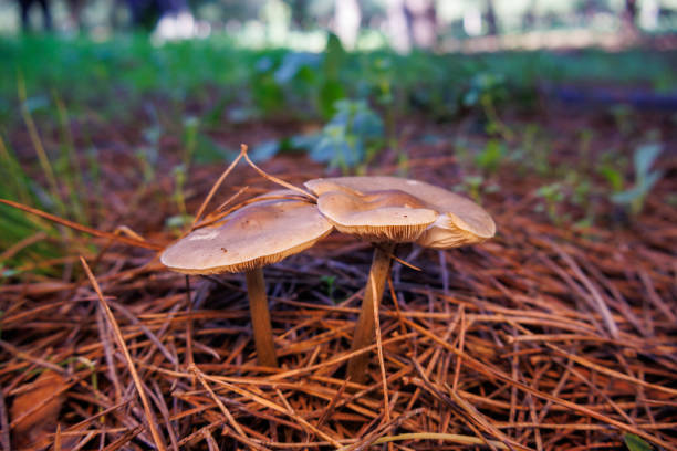 Mushrooms Growing in the Forest in Autumn