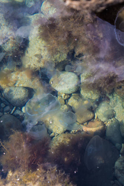 jellyfish in the water above the rocks. The water is clear, and there are colorful stones at the bottom. Seaweed can also be seen around. Jellyfish appear translucent, and their domes are blurred in the water.