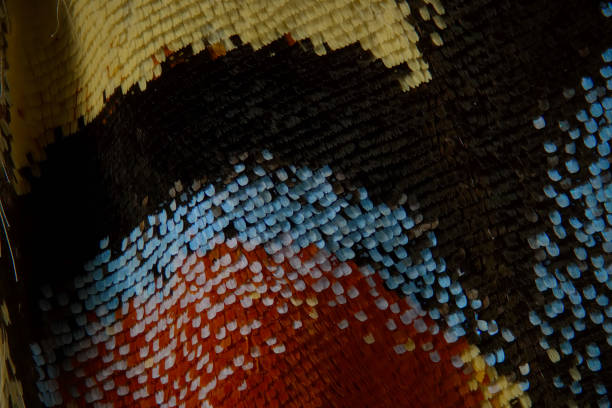 istock Old World swallowtail butterfly wing scales 2192055902