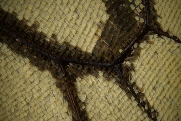 Old World swallowtail butterfly wing's chitin exoskeleton support, 8:1 microphotograph