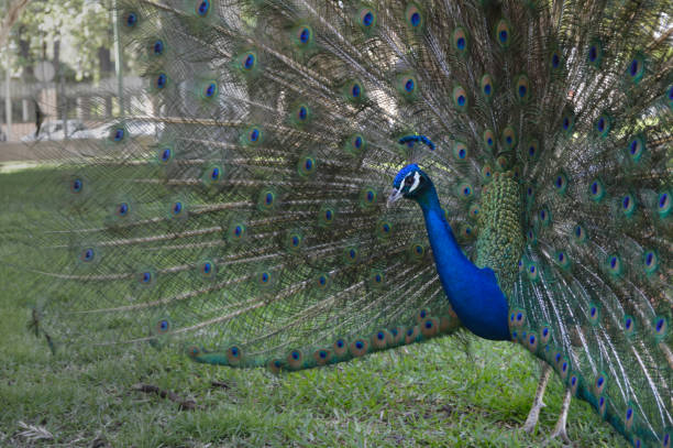 istock Majestic Peacock Displaying Its Stunning Plumage 2192057092