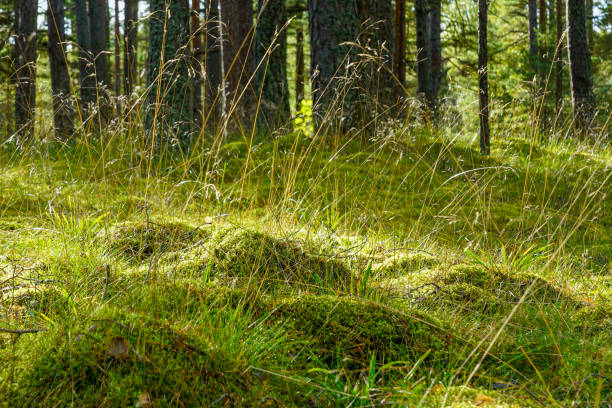 Plants, grass close-up in the forest. Low point of view in nature landscape. Ground forest on sunset, summer background. Blurred nature background copy space. Park low focus depth.