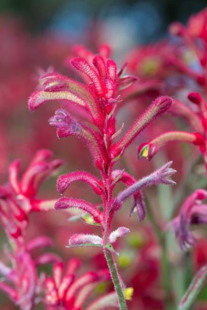 istock Bush elegance kangaroo paw (anigozanthos) flowers 2192058046
