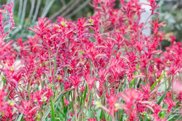 istock Bush elegance kangaroo paw (anigozanthos) flowers 2192058169