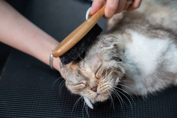 Grooming salon workers comb out a striped gray cat