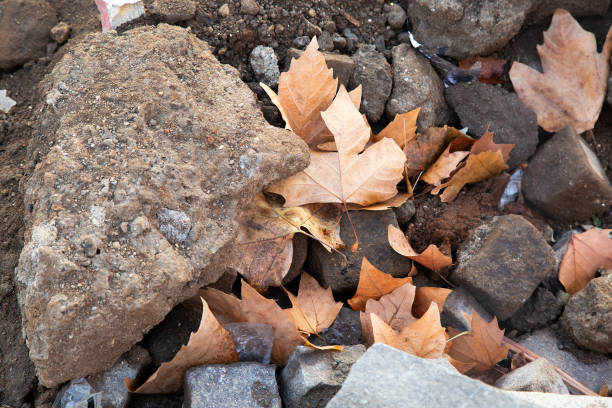 A collection of assorted rocks and fallen leaves scattered on the ground, creating a natural and organic visual display