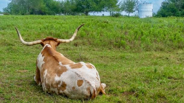 istock Longhorn laying in a grass field 2192058671