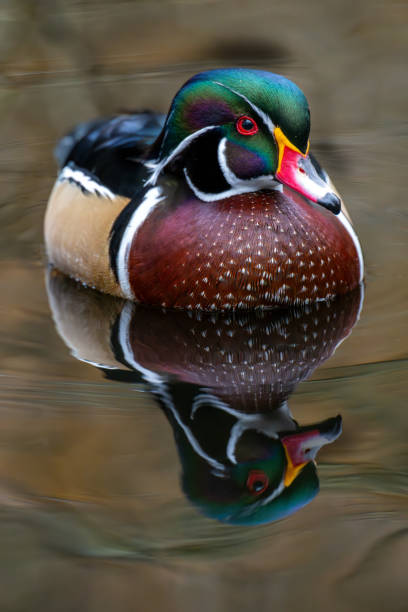 Wood duck, Kings Pond, Victoria, BC Canada