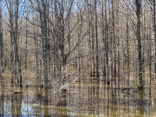 Trees and water create a wetland scene in rural Georgia, USA