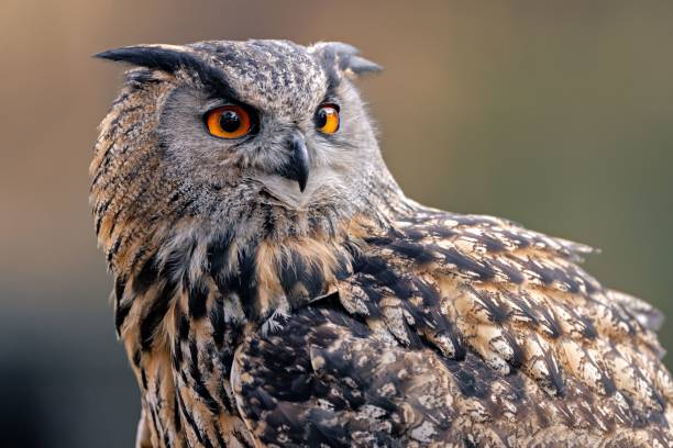 istock Majestic owl with striking orange eyes. 2192059470