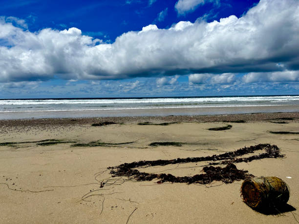 Unusual seaweed formation on beach in La Jolla, California
