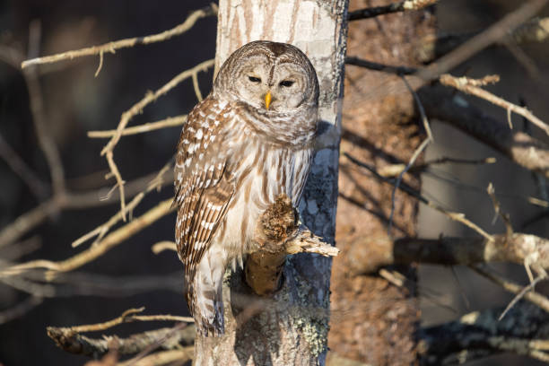 istock Sunrise on Barred Owl 2192060022