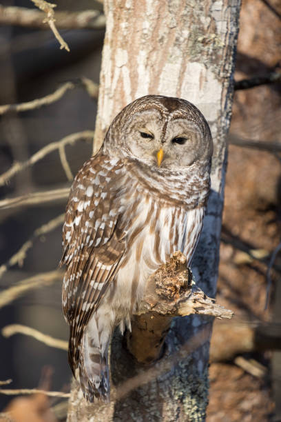 istock Sunrise on Barred Owl 2192060024