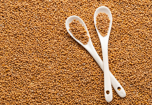 mustard seeds isolated on white background