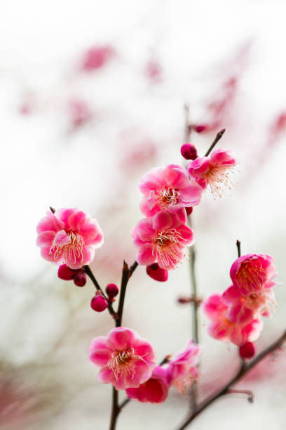 pink plum blossoms in early spring