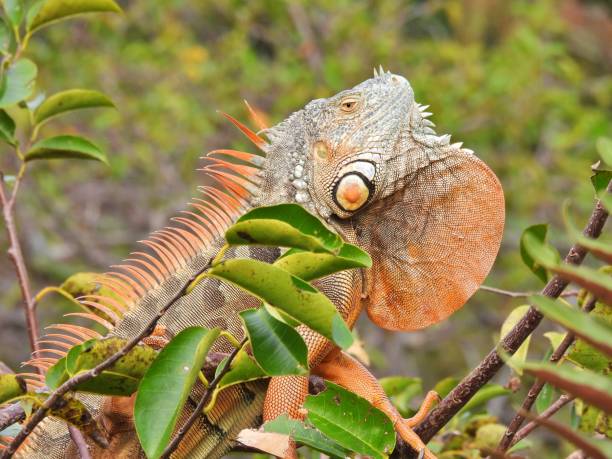 istock Green Iguana (Iguana iguana) -  resting in a tree with dewlap extended 2192061393