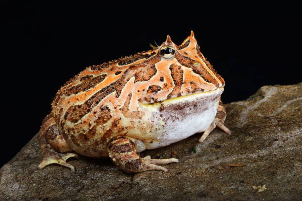 istock Pacman Frog Portrait 2025-1 2192062928