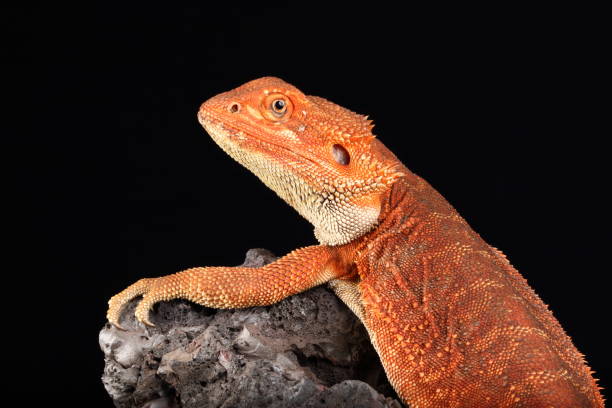 istock Colorful Bearded Dragon (Captive) 2025-1 2192063019
