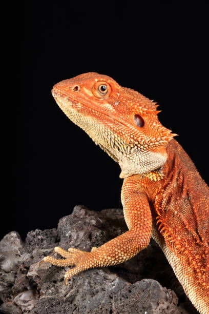 istock Colorful Bearded Dragon (Captive) 2025-2 2192063077