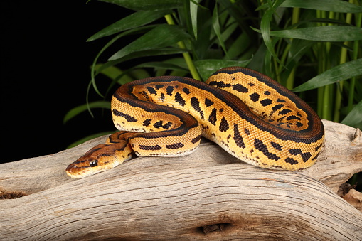 Python Cold Ball Python Morph 20256 Stock Photo - Download Image Now - Animals In ...