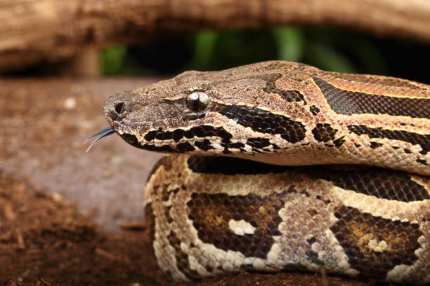 istock Adult Dumeril's Boa Portrait (Captive) 2025-2 2192063178