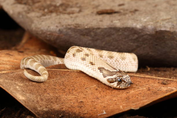 istock Juvenile Hognose Snake (Captive) 2025-1 2192063201