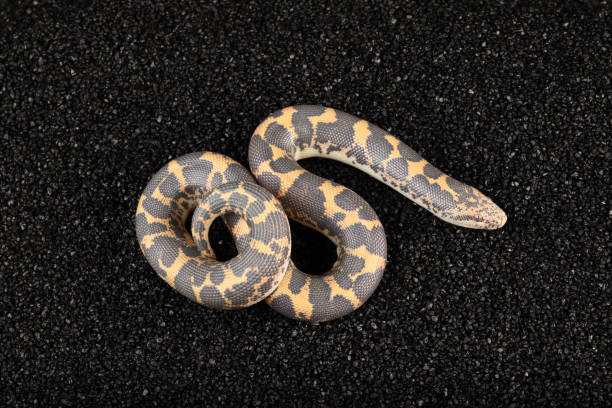 istock Kenyan Sand Boa (Captive) 2025-1 2192063230