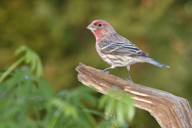 istock House Finch 2192063248