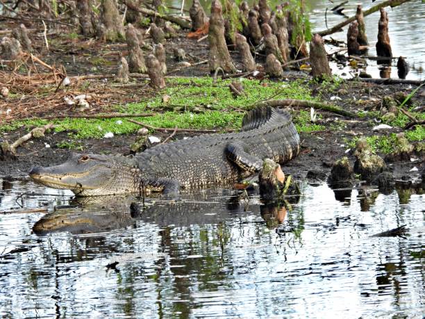 istock American Alligator (Alligator mississippiensis) -  resting at water's edge 2192063507