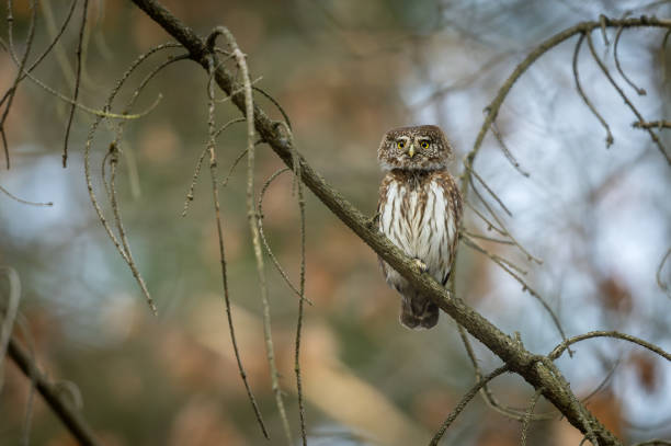 istock Beautiful male Eurasian pygmy owl (Glaucidium passerinum) 2192063627