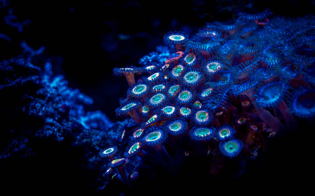 istock selective focus of zoanthus corals under blue light in a reef aquarium 2192064008