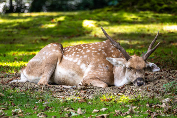 istock The fallow deer, Dama mesopotamica is a ruminant mammal 2192064715