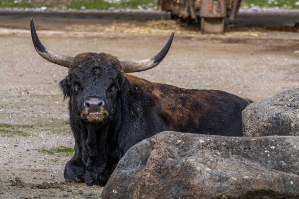 Heck cattle, Bos primigenius taurus, claimed to resemble the extinct aurochs. Domestic highland cattle seen in a German park