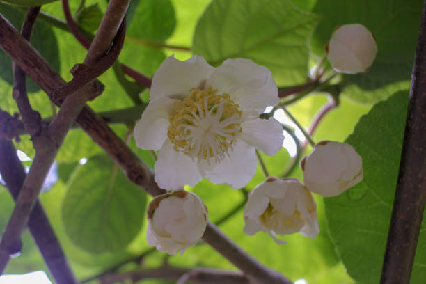istock kiwi flowers in my kiwi tree 2192064993