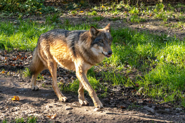 istock European Grey Wolf, Canis lupus in a german park 2192065042