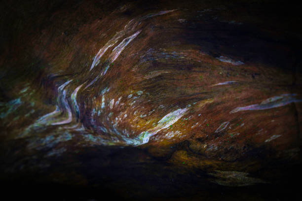 Abstract curved lines on the dead wood
