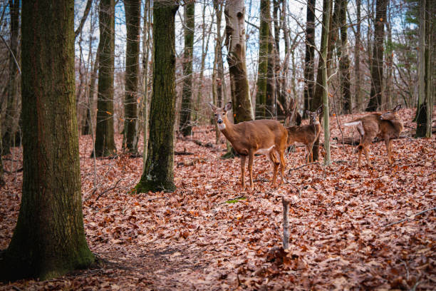 Deer Family in the Winter Forest at East Rock Park in New Haven, Connecticut in Winter