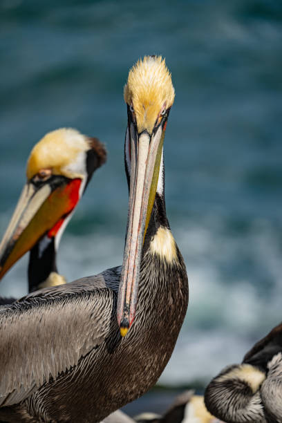 istock Stern Look From Brown Pelican Along California Coast 2192067435