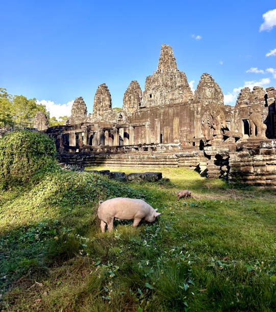 istock Pigs grazing at Temple in Cambodia 2192067549