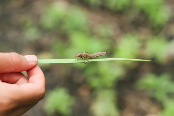 Photo of the exoskeleton of a dragonfly nymph that has turned into a dragonfly