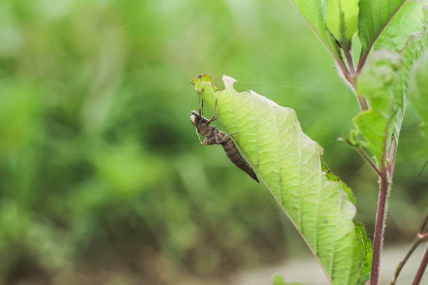 istock exoskeleton of a dragonfly nymph 2192068102
