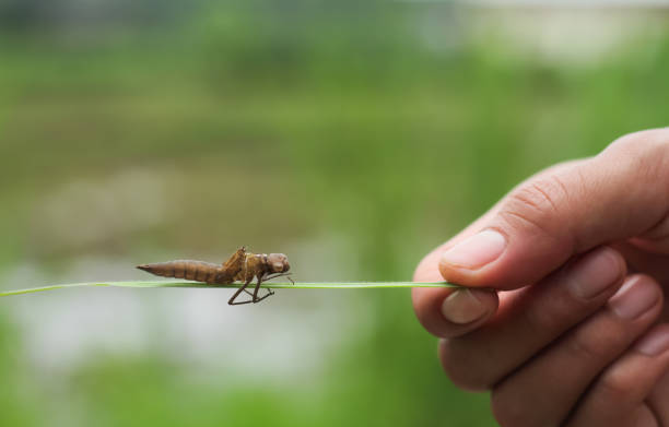 Photo of the exoskeleton of a dragonfly nymph that has turned into a dragonfly