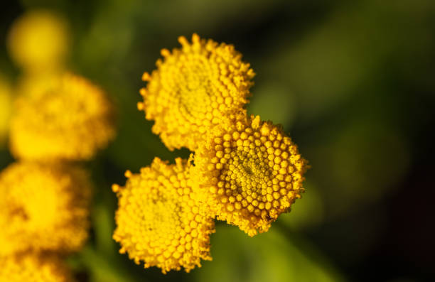 Three bright yellow tansy flowers stand out vividly, framed by a softly blurred background of green foliage and delicate blossoms