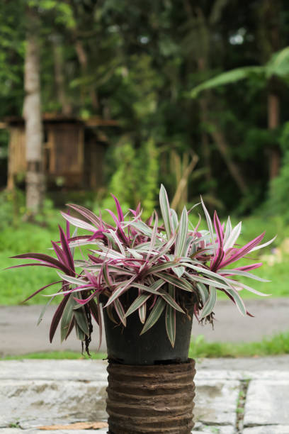 istock Tradescantia spathacea Sw. 2192068675