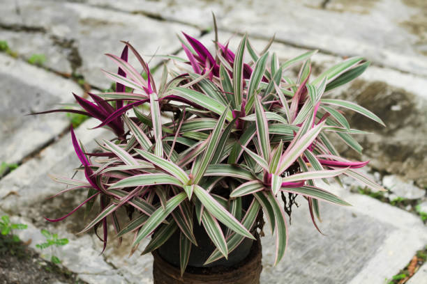 istock Tradescantia spathacea Sw. 2192068686