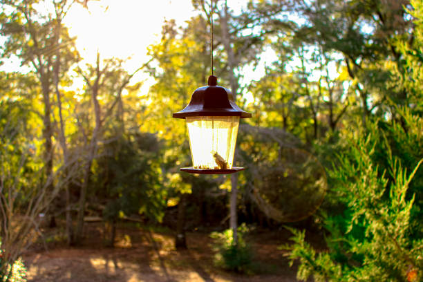 A hanging bird feeder glows in the golden sunlight, surrounded by a lush forest of trees and greenery.