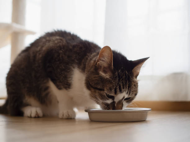 istock Cat eating from bowl on floor indoors 2192071664