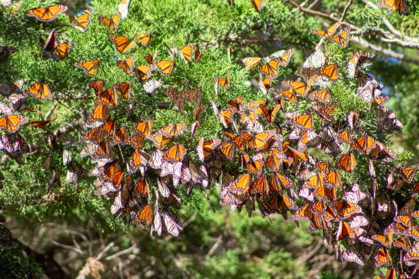 istock Monarch Butterfly Migration California 2192071851
