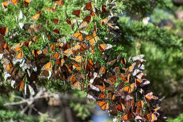 istock Monarch Butterfly Migration California 2192071857