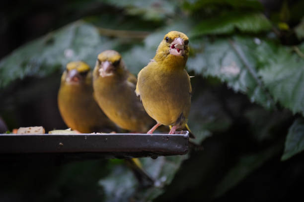The colourful yellowhammer is a common inhabitant of open country throughout much of New Zealand. Introduced from Britain by Acclimatisation Societies between 1865 and 1879. Yellowhammers feed on a variety of seeds and invertebrates. Yellowhammers are similar in body size to a house sparrow; however their tail is relatively longer.
